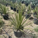 Juka vláknitá (Yucca filifera) - výška 50+ cm, Ø 50 cm, kont. C10L (-15°C)